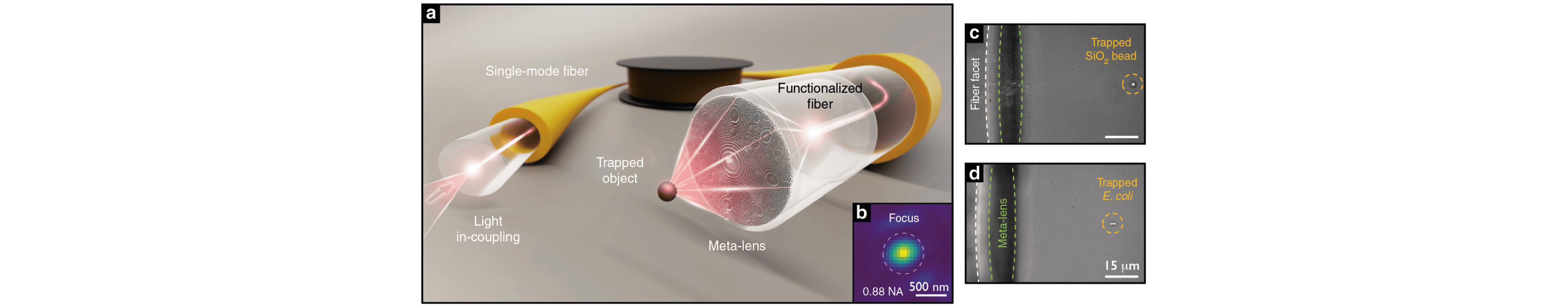 Light: Science & Applications, doi:10 1038 s41377-021-00491-z