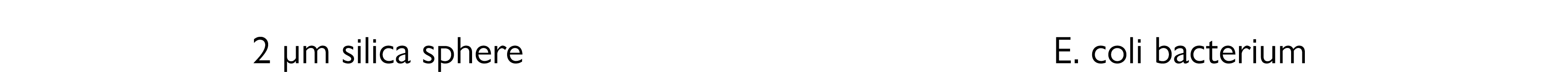 2  m silica sphere E  coli bacterium
